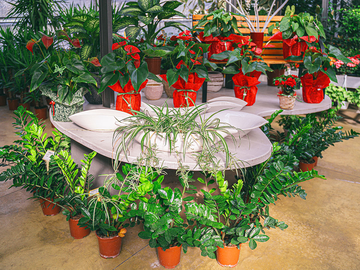 Fvp - Florovivaistica Picinali produzione piante e vendita piante e fiori