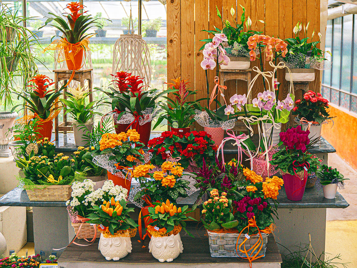 Fvp - Florovivaistica Picinali produzione piante e vendita piante e fiori